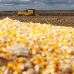 Corn market to monitor the weather in Ukraine and the United States