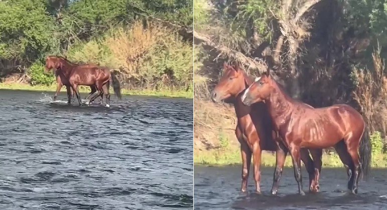 What is this magic?  Video showing horses floating on water