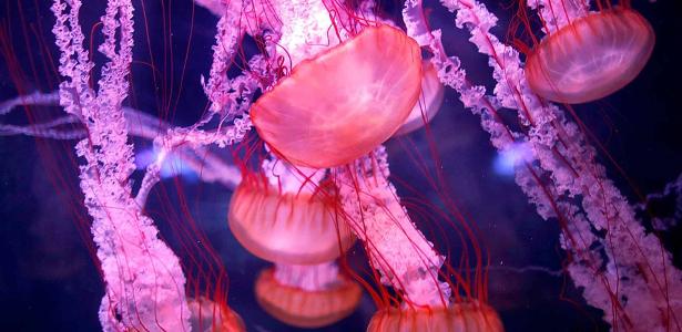 Immortal jellyfish DNA may help reverse human aging