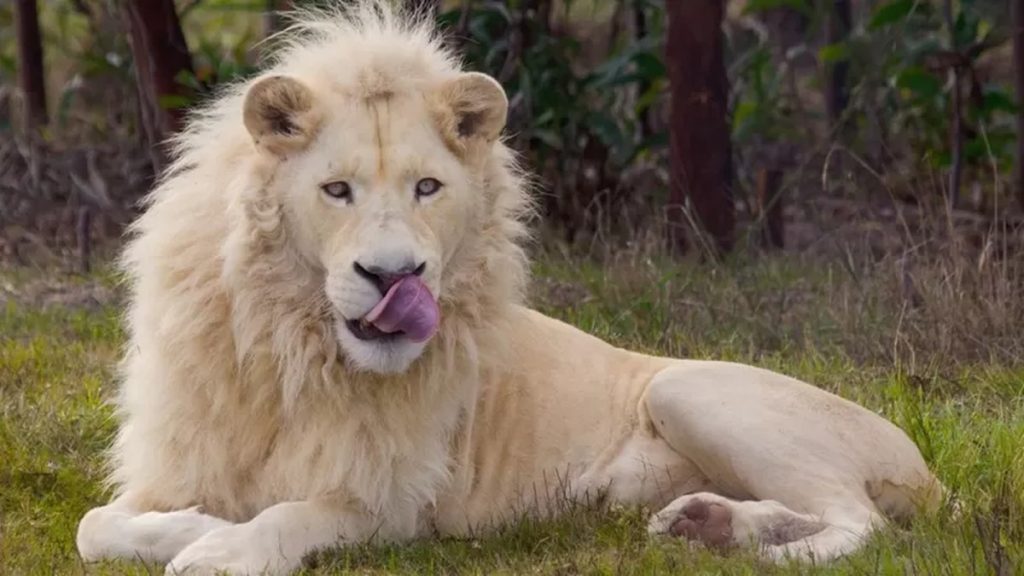 Lions kill man who tried to invade Ghana zoo |  Globalism