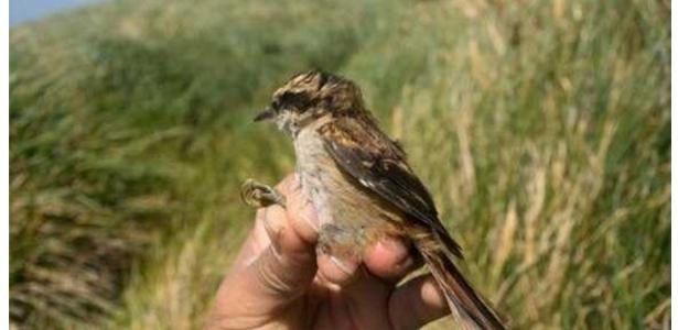 Scientists discover new species of birds in southern Chile