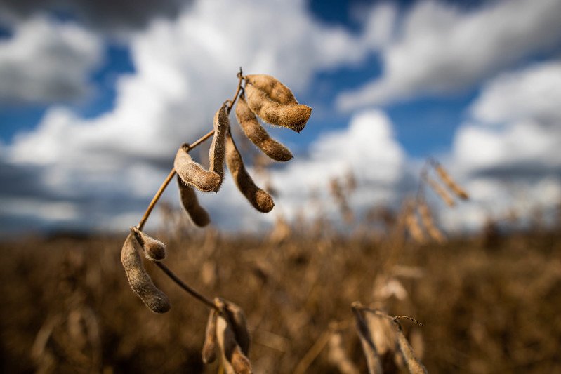 Soybeans fell more than 4%, followed by other commodities with weather in the US...