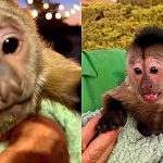 The monkey steals the cell phone and calls the police and makes them go to the zoo to find out