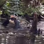 Video: Watch amazing footage of one crocodile devouring another in America