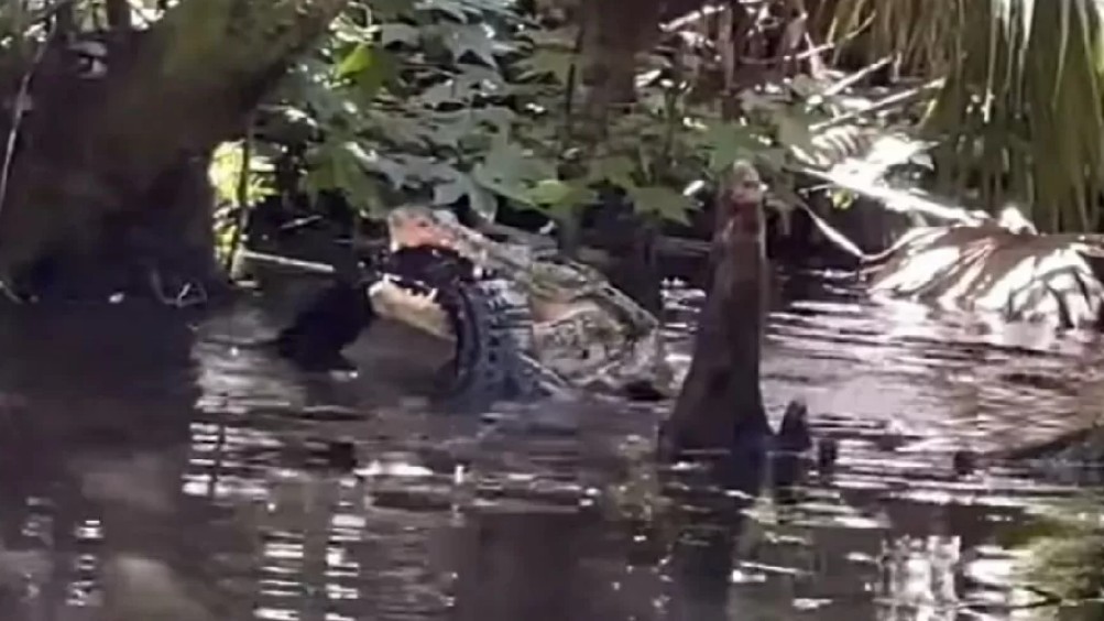 Video: Watch amazing footage of one crocodile devouring another in America
