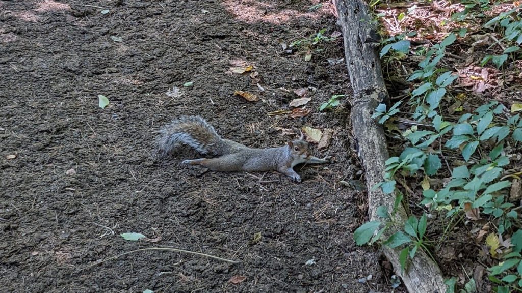 "sprawling" squirrels in the inhabitants of the intrigue of New York;  Understand why animals look like this |  Globalism