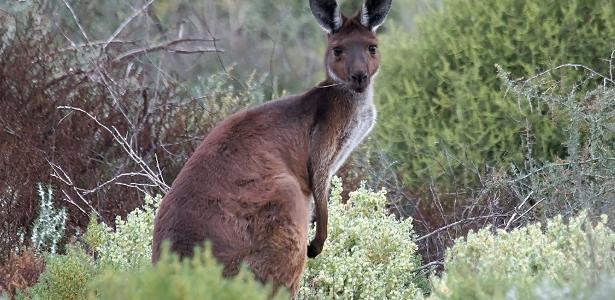 A man was killed by a kangaroo in Australia that raised an animal from a baby