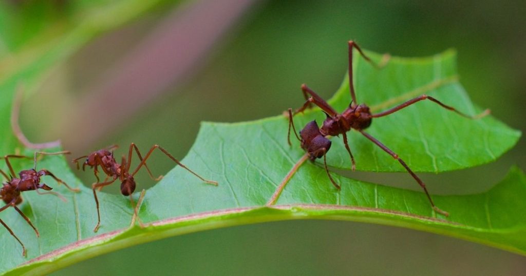 How many ants are on this planet?  The answer is found and shocks
