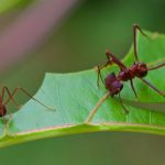 How many ants are on this planet?  The answer is found and shocks