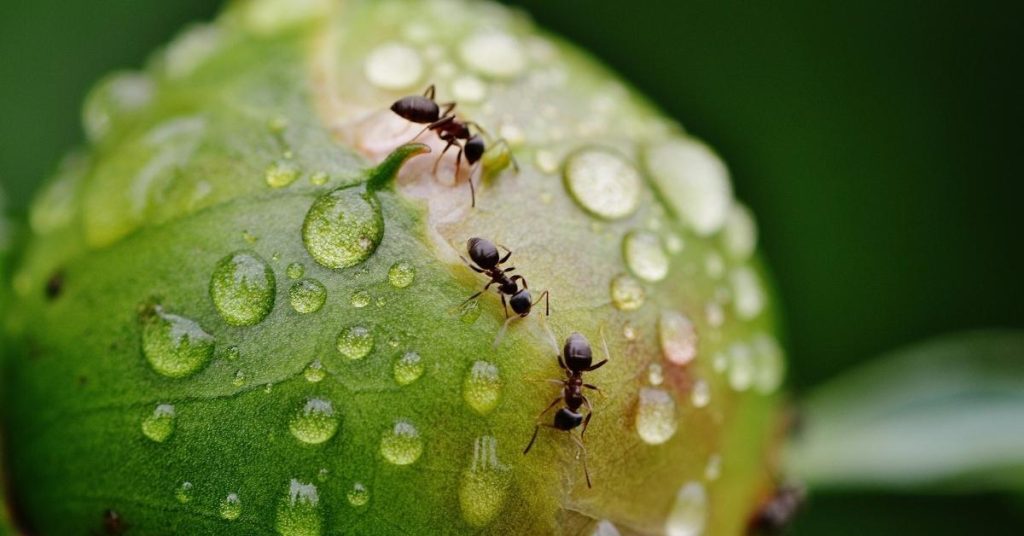 It is possible to find out how many ants there are in the world;  see quantity