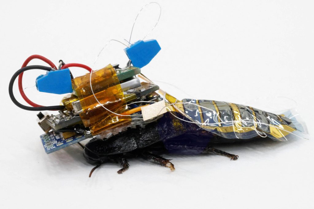 Japan manufactures cyborg cockroaches to aid in disasters - 09/22/2022 - Science