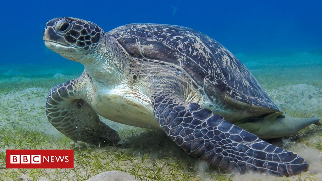 Secret Communications of Sea Turtles and Other Animals
