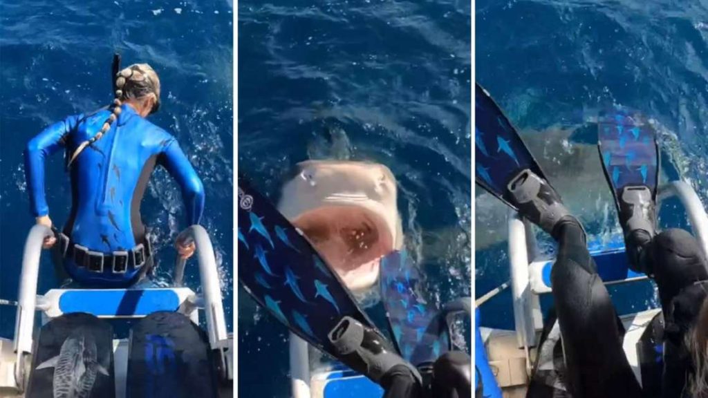 Diver survives shark attack in Hawaii;  Watch the video - the world