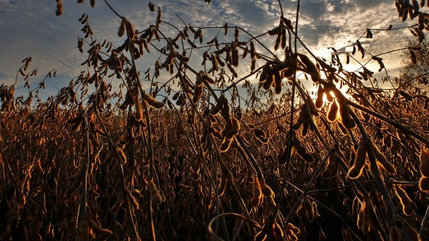 US domestic demand for soybeans continues to expand