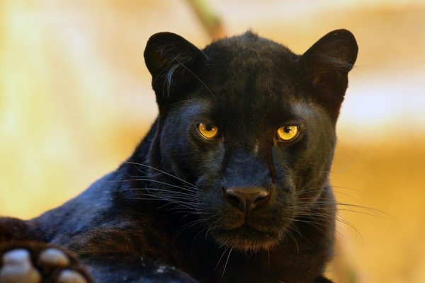 Black panther: 7 strange facts about this amazing animal