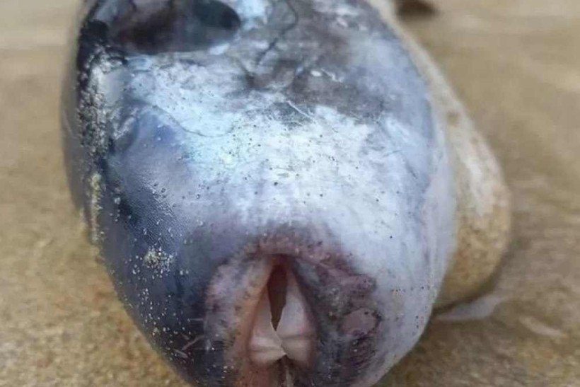 The ocean puffer fish bears the scientific name Lagocephalus lagocephalus