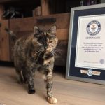 A British cat named ‘Guinness’ is the oldest in the world