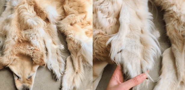 Dead stuffed dog turns into a rug in Australia
