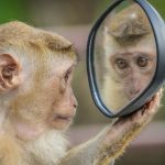 Do animals recognize their reflection in a mirror?