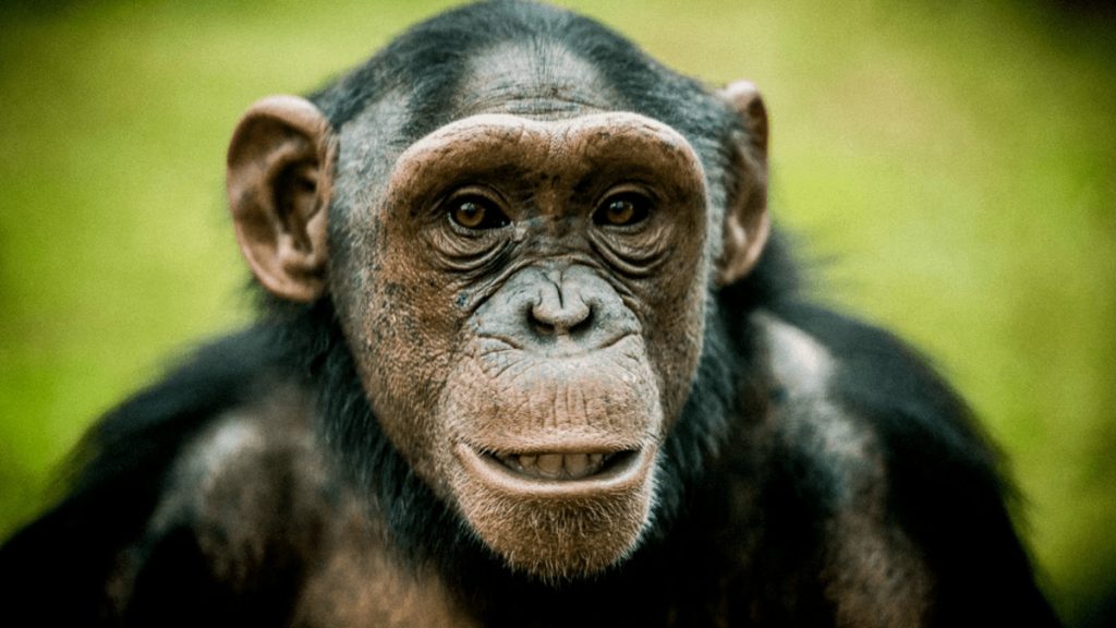 See the amazing ranking of the seven most intelligent animals in nature