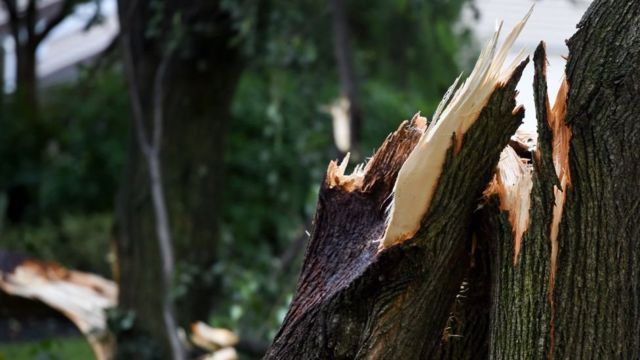 Tree destroyed after being struck by lightning