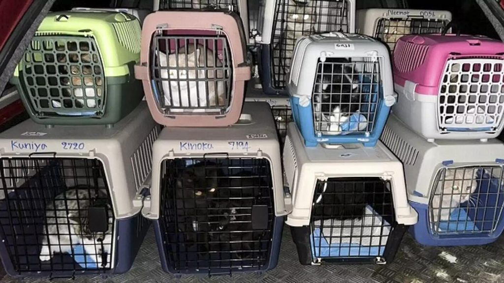 A US shelter has rescued 32 cats left homeless by the war in Ukraine