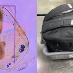 A dog was seen inside a backpack at the airport’s x-ray machine