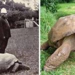 The age of Jonathan the turtle, the oldest land animal, in 190 – News