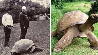 The age of Jonathan the turtle, the oldest land animal, in 190 - News