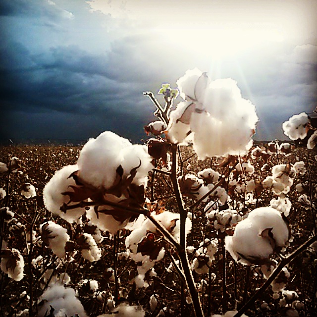 USDA: US 22/23 cotton weekly sales total 16,500 bales and...
